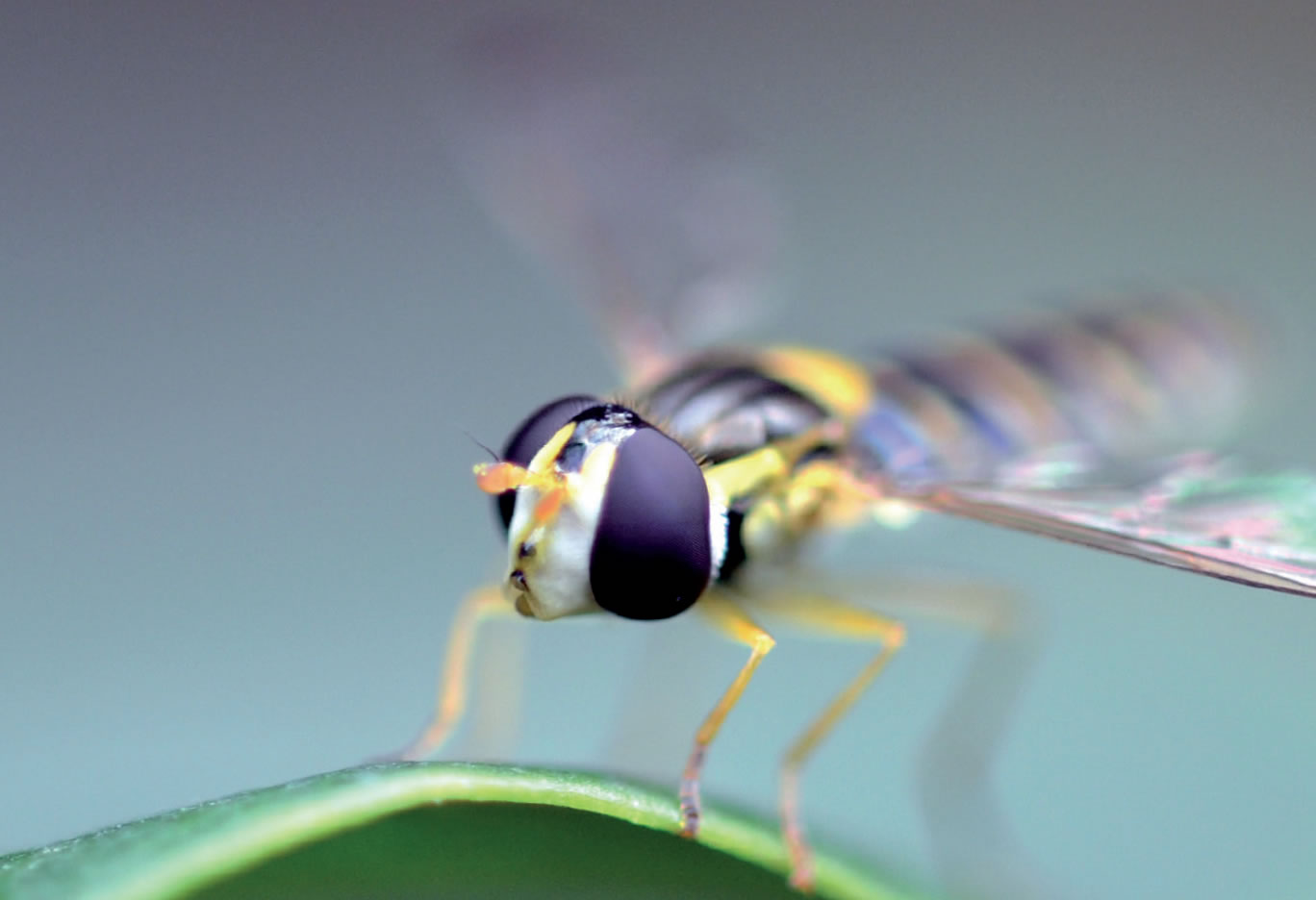 Suivi photographique des insectes pollinisateurs