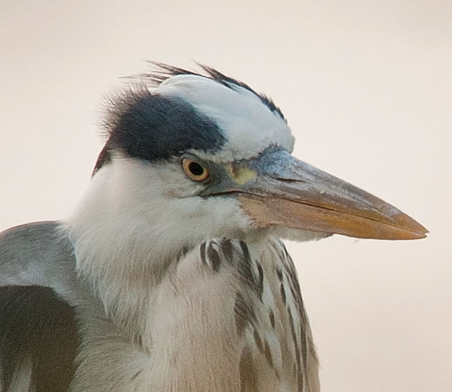 A la rencontre des oiseaux avec la LPO Limousin